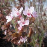 Prunus cerasifera 'Nigra'