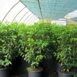 Prunus lusitanica 