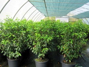Prunus lusitanica
