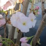 Prunus serrulata 'Amanogawa'