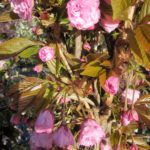Prunus serrulata 'Kanzan'