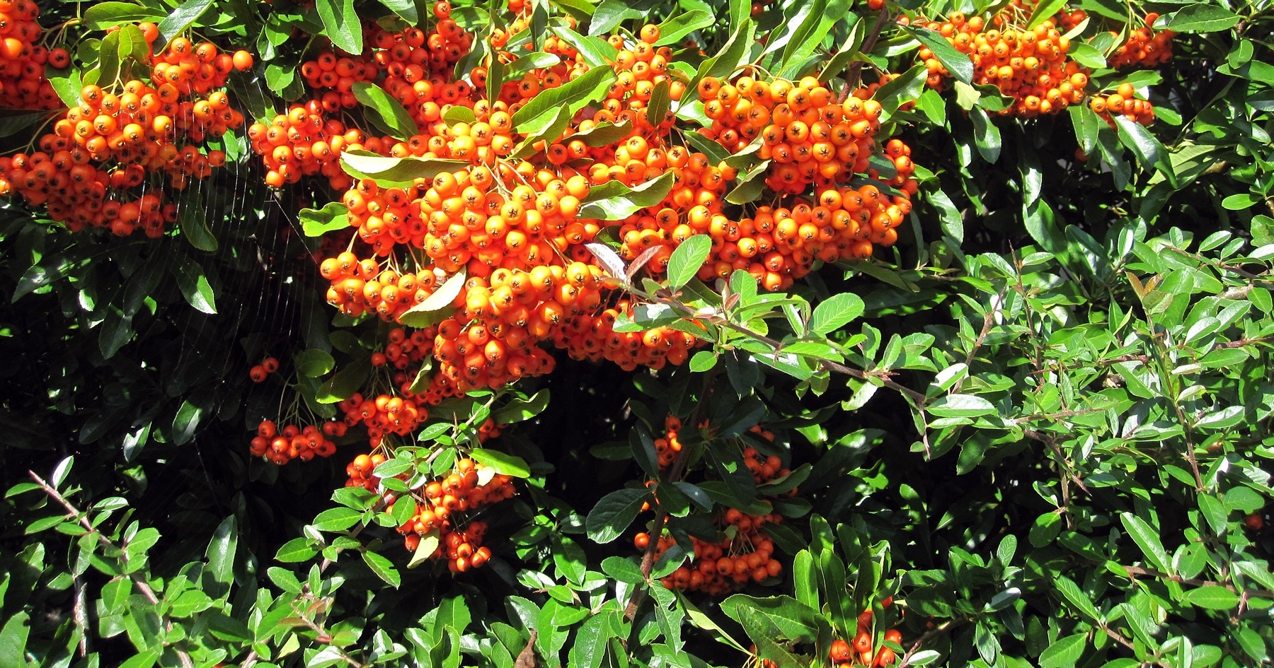 Pyracantha Orange Glow