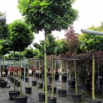 Quercus palustris Green Dwarf