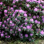 Rhododendron