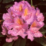 Rhododendron Hybr. 'Cat. Boursault'
