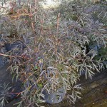 Sambucus Black Lace
