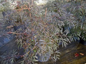 Sambucus Black Lace