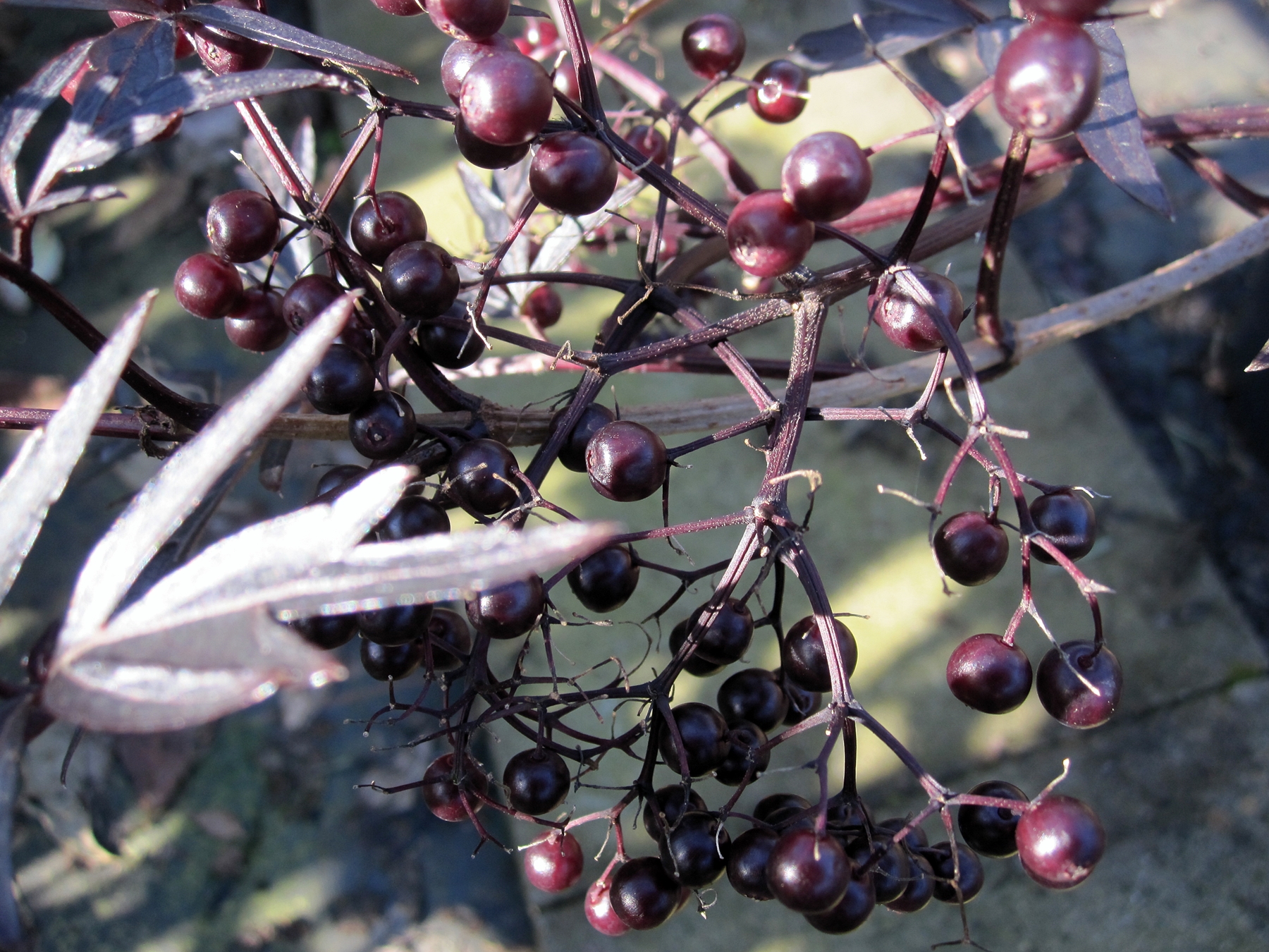 Sambucus nigra Black Lace