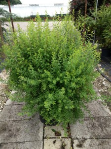 Spiraea cinera Grefsheim