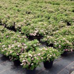 Spiraea japonica Little Princess