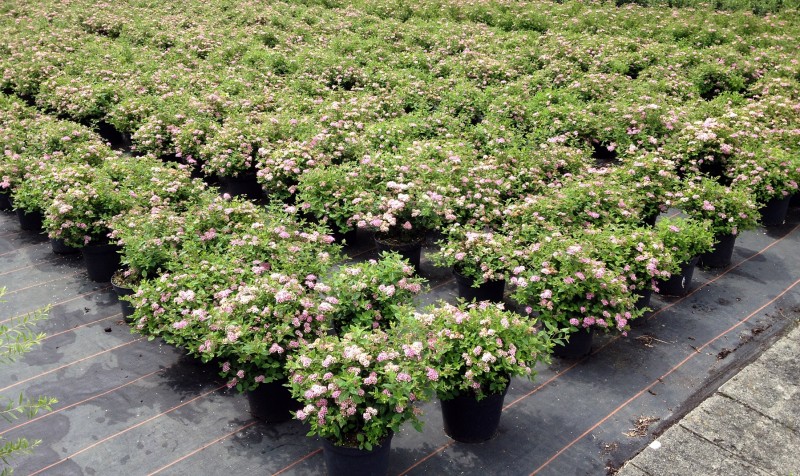 Spiraea japonica Little Princess