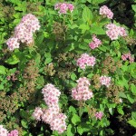 Spiraea japonica Little Princess