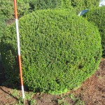 Taxus media Hillii Kugel
