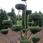 Taxus media Hicksii Bonsai