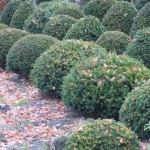 Taxus Flachkugel