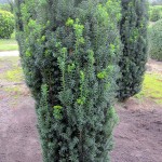 Taxus baccata Sonata