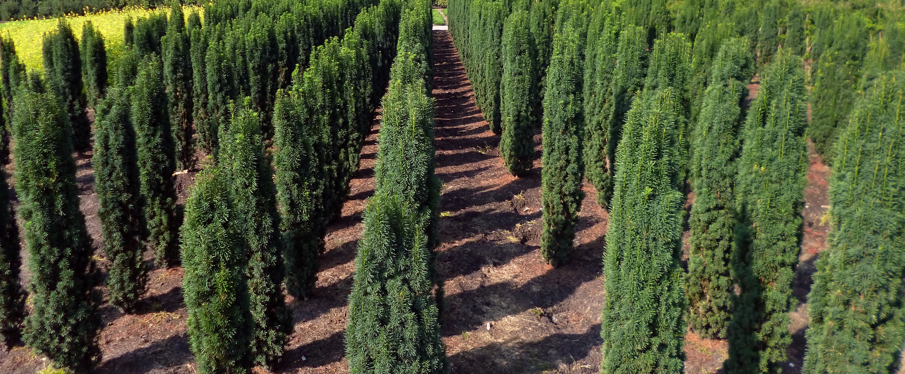Taxus baccata Fastigiata Robusta