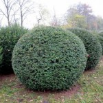 Taxus baccata Kugel