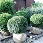Taxus baccta Kugel