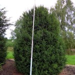 Taxus baccata