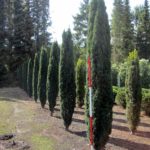 Taxus baccata 'Fastigiata Robusta'