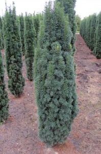 Taxus baccata Fastigiata
