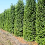 Thuja occidentalis 'Brabant'