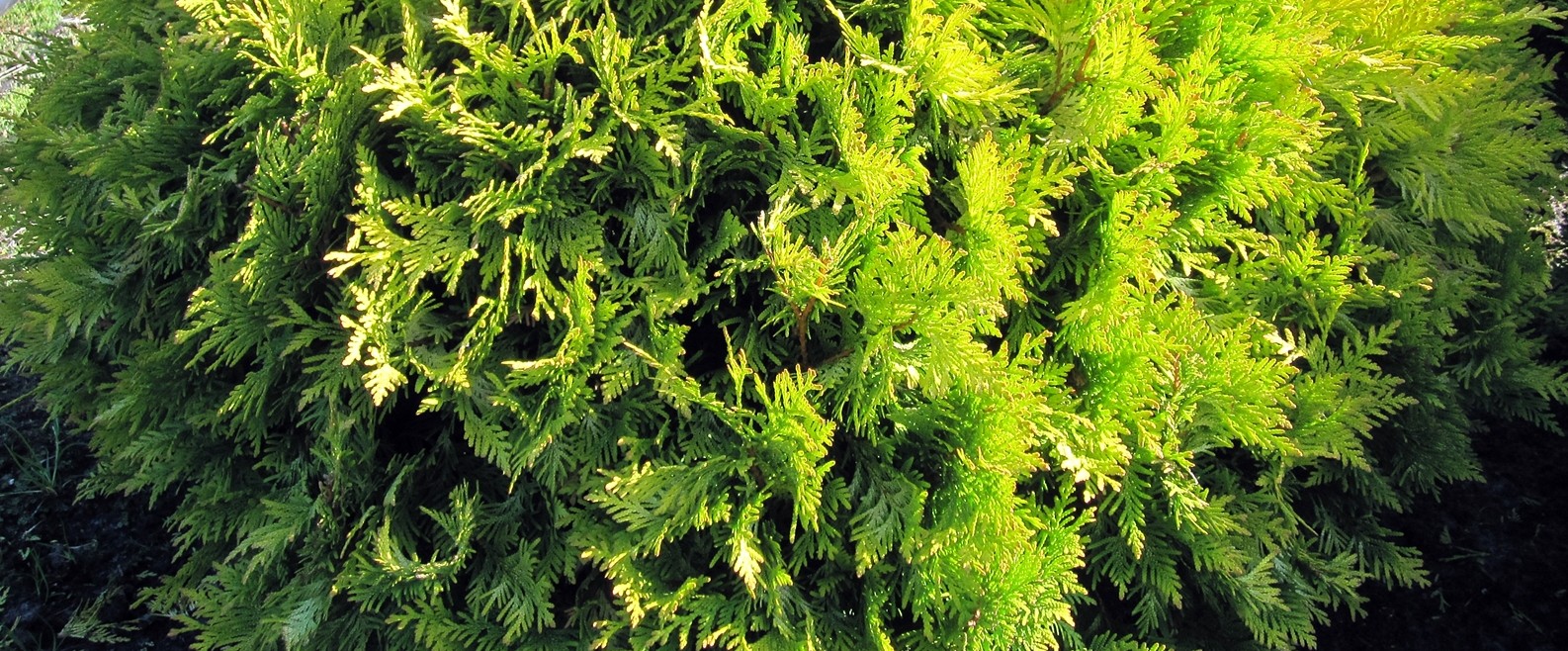Thuja occidentalis Europa Gold
