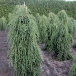 Tsuga canadensis 'Pendula'