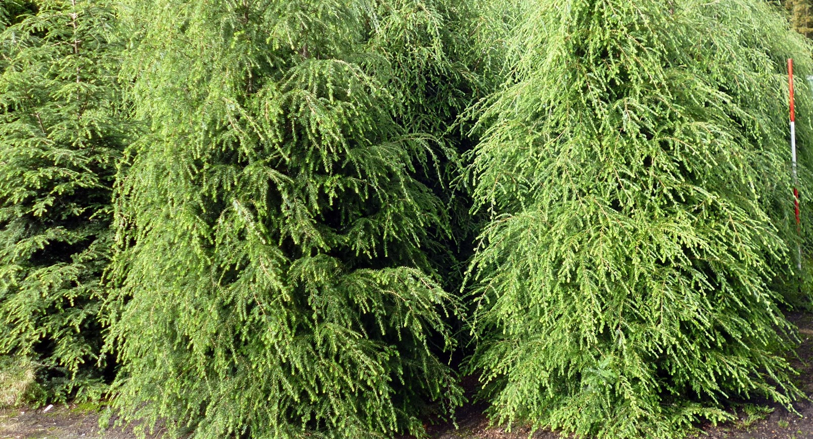 Tsuga canadensis