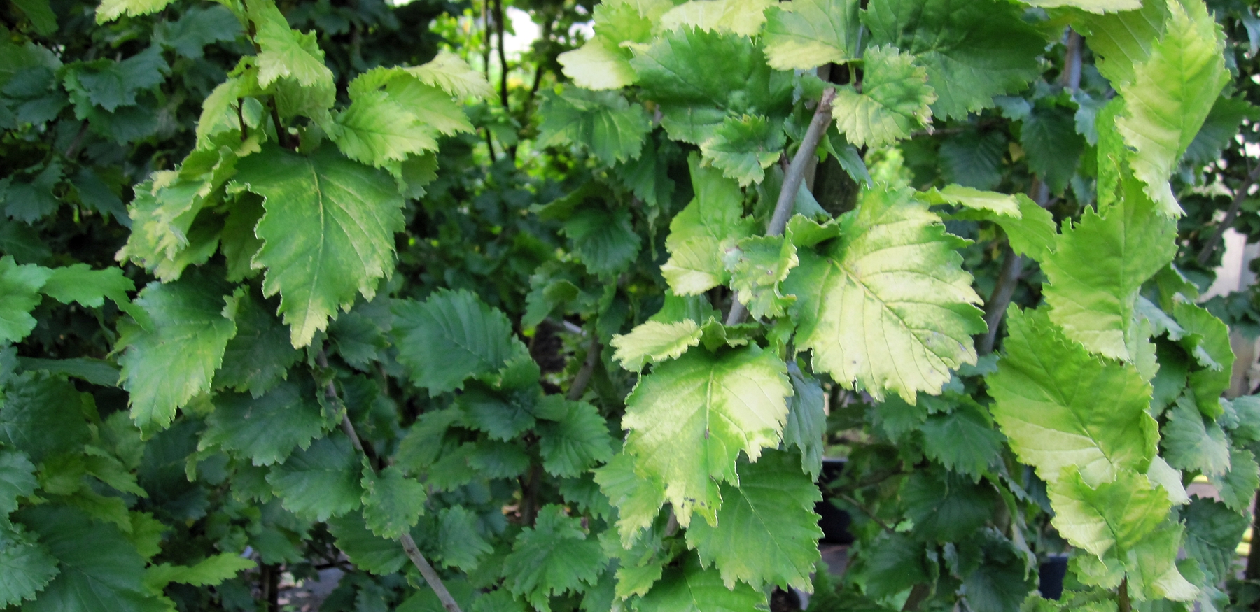 Ulmus carpinifolia Wredei