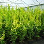 Ulmus carpinifolia 'Wredei'