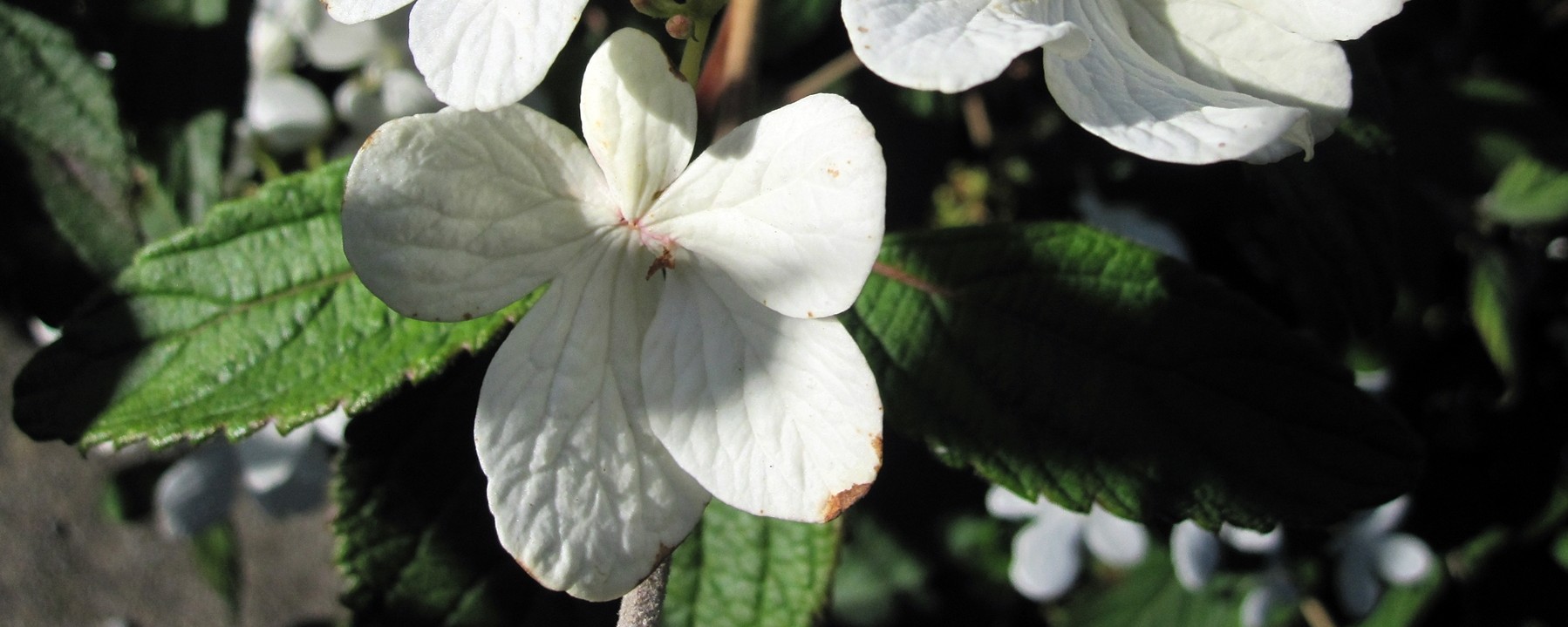 Viburnum plicatum Watanabe