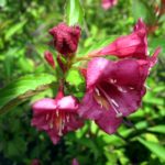 Weigela 'Bristol Ruby'