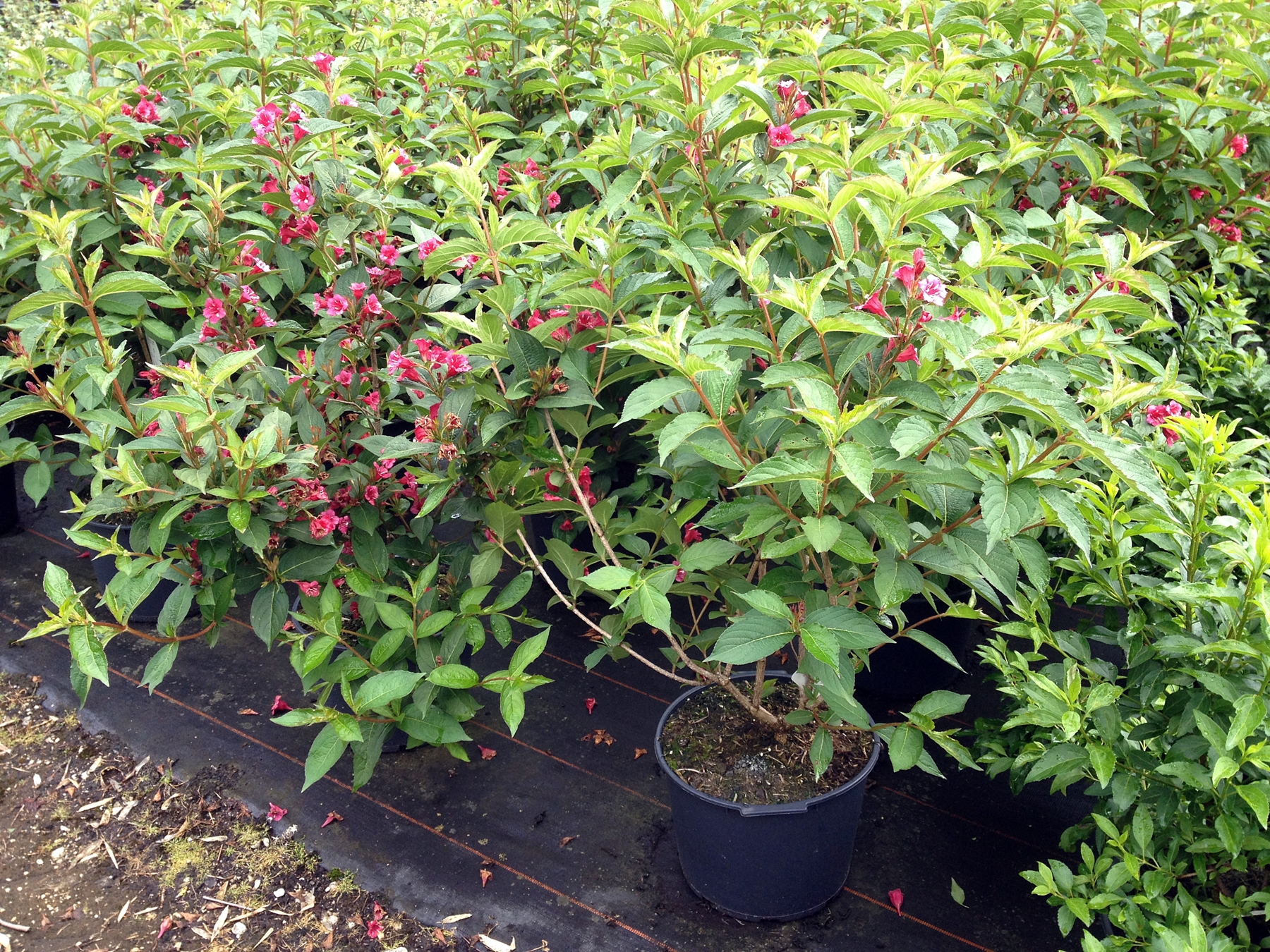 Weigela Bristol Ruby