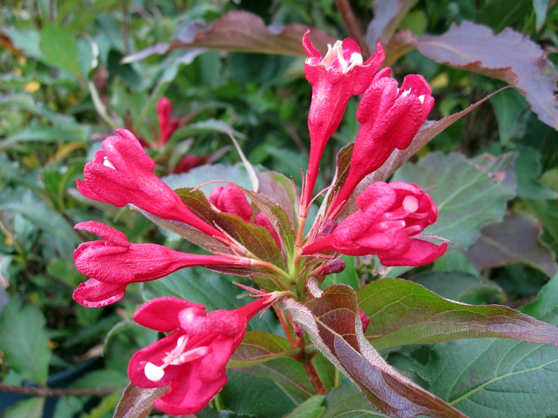 Weigela (Weigelie) von Hammel Baumschulen