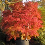 Acer palmatum herbst