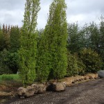 Carpinus