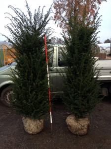 Taxus baccata