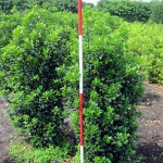 Ilex meserveae Heckenstar