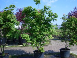 Acer japonicum 'Aconitifolium'
