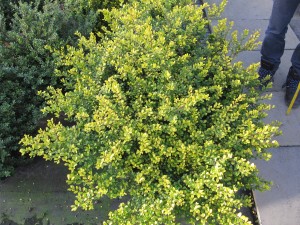 Ilex crenata 'Golden Gem'