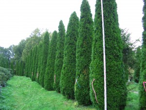 Thuja occidentalis Smaragd