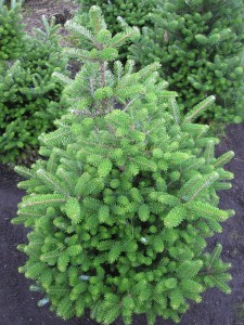 Abies koreana Molli