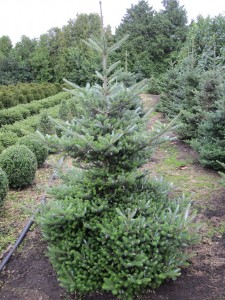 Abies koreana Molli