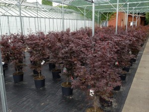 Acer palmatum 'Bloodgood'