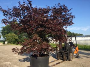 Acer palmatum 'Bloodgood'