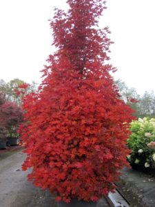 Acer platanoides 'Crimson Sentry'