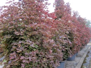 Acer palmatum Crimson-Sentry