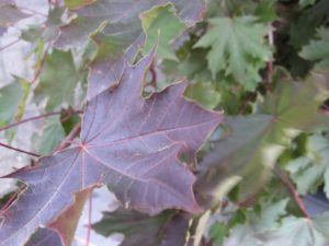 Acer platanoides 'Crimson Sentry'